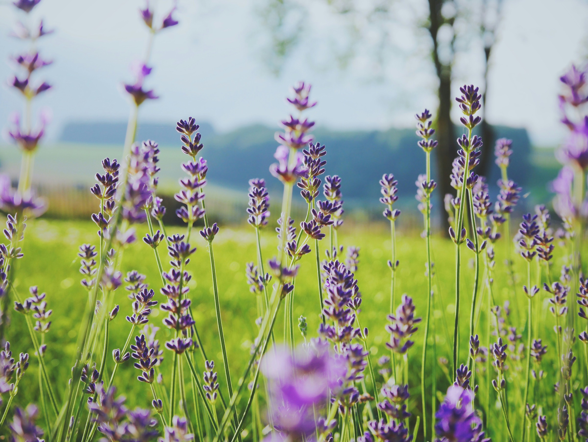 Blühender Lavendel vor einer sonnigen Wiese, dahinter Bäume und ein Hof